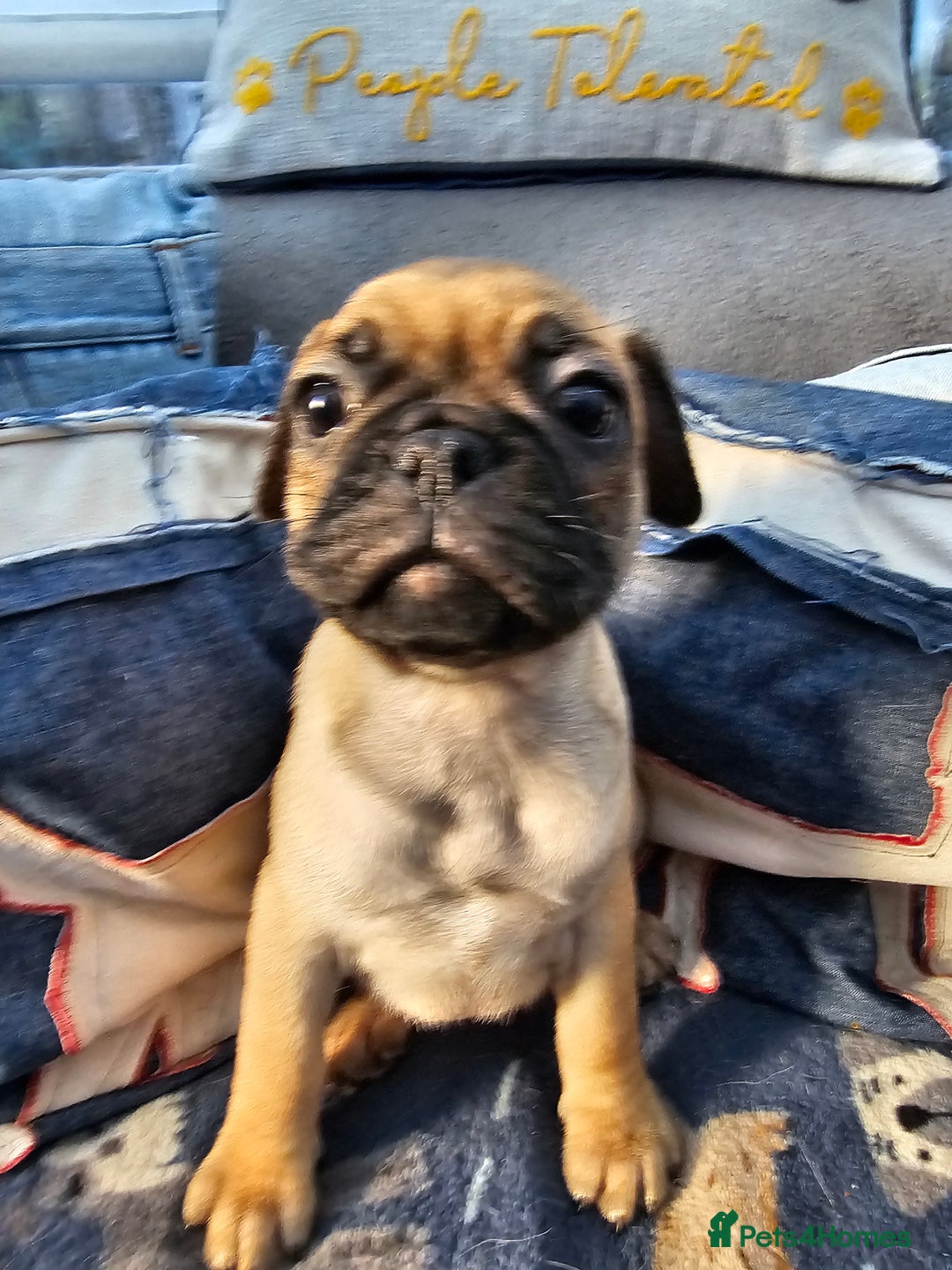 Frug dogs for sale: Frug puppies - Image 15