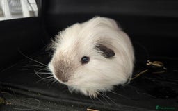 Guinea Pig rodents for sale: Male guinea pig californian silkie  - Image 2