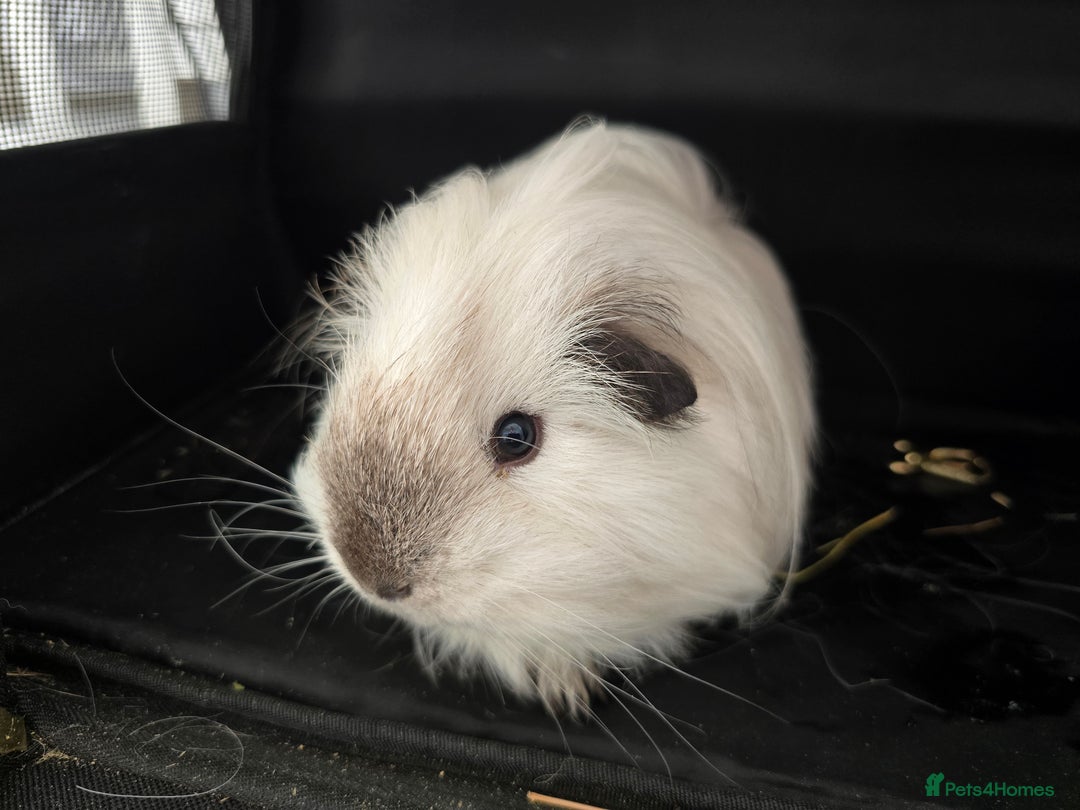 Guinea Pig rodents for sale: Male guinea pig californian silkie  - Image 2