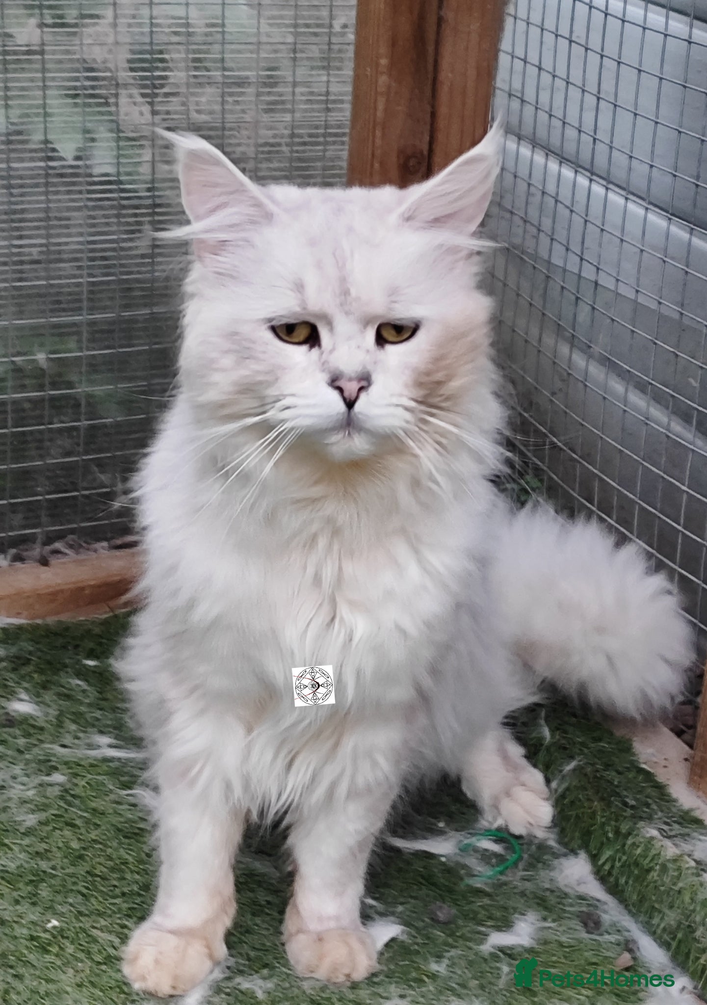 Maine Coon cats Very affectionate silver shell boy  - Advert 1