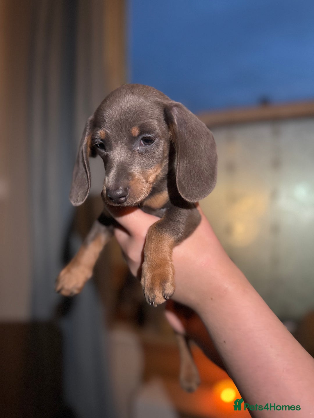 Miniature Dachshund dogs for sale: 🌟ONE LEFT🌟 Beautiful mini Dachshund puppies 🥰 - Image 6