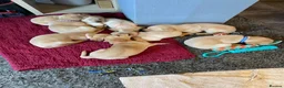 Labrador Retriever dogs for sale: Yellow/Red working Labradors - Advert 10