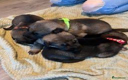 German Shepherd dogs for sale: 4 beautiful German shepherd fur babies  - Image 15