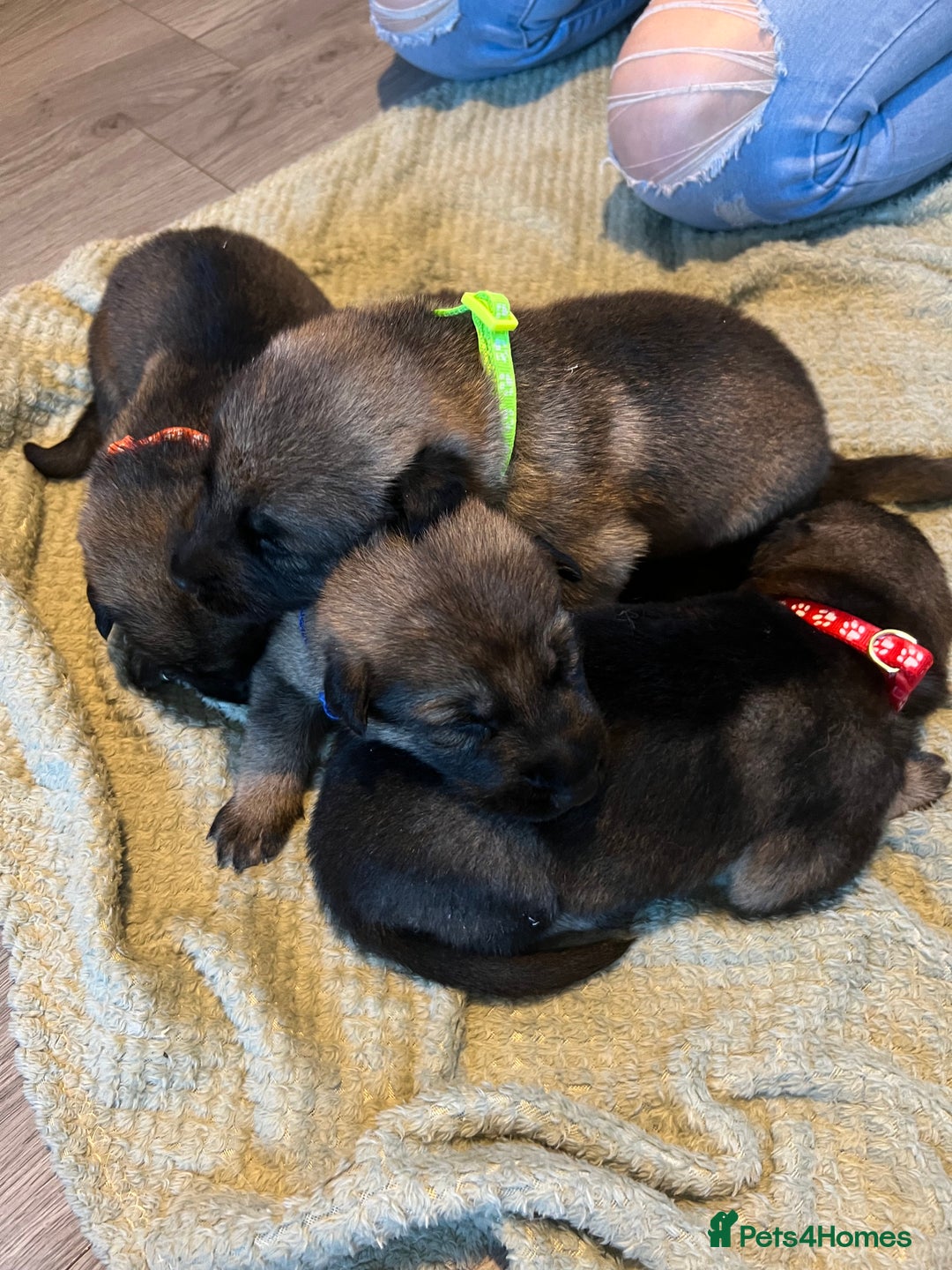 German Shepherd dogs for sale: 4 beautiful German shepherd fur babies  - Image 15