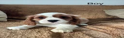 Cavalier King Charles Spaniel dogs for sale: Beautiful Cavalier King Charles Spaniel puppies - Advert 7