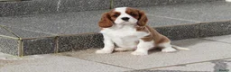 Cavalier King Charles Spaniel dogs for sale: Cavalier King Charles Spaniel puppy  - Advert 13