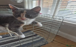 Mixed Breed cats for sale: Grey kitten  - Image 1