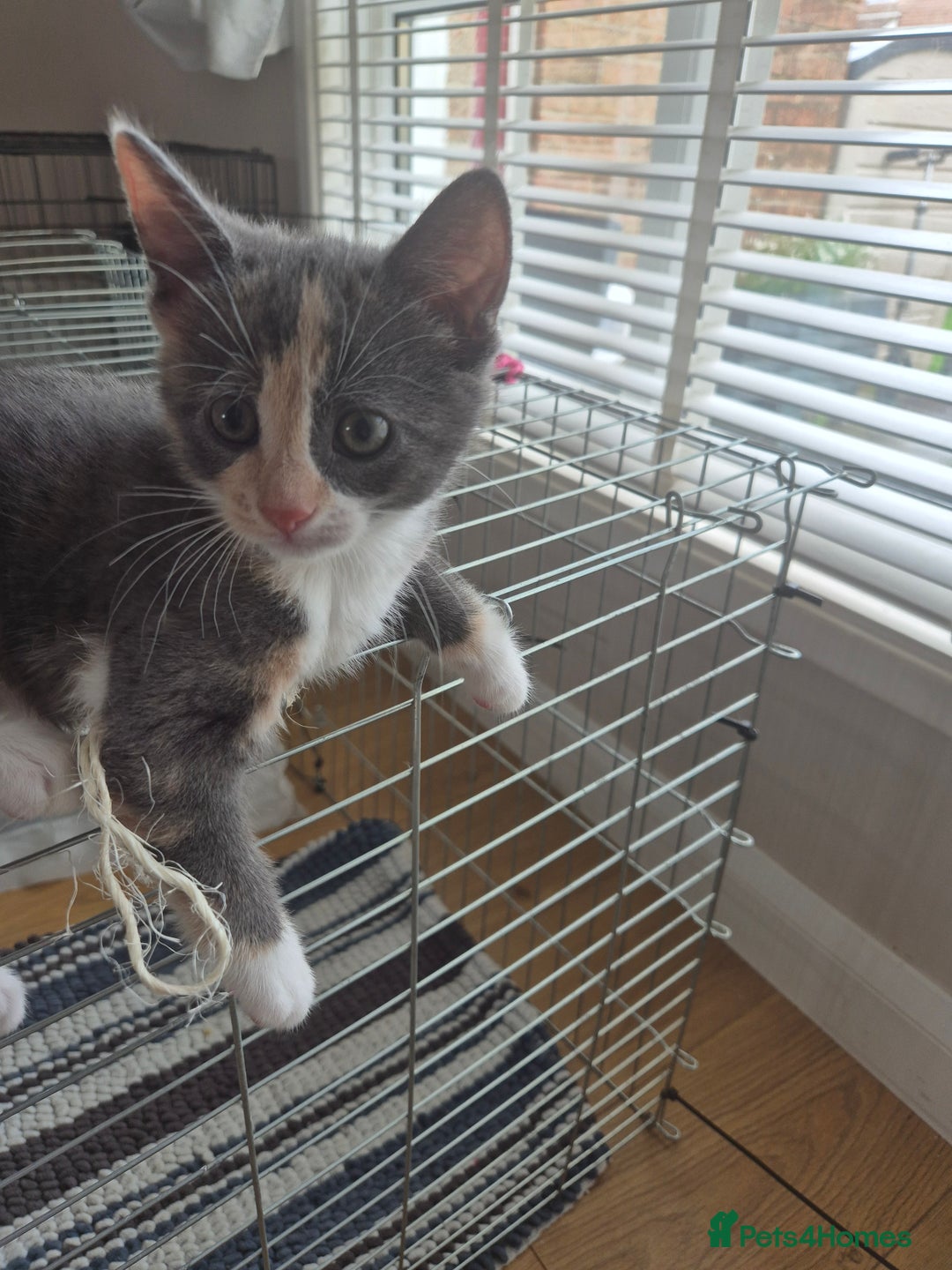 Mixed Breed cats for sale: Grey kitten  - Image 1