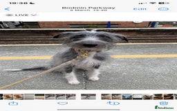 Whippet dogs for stud: Bedlington Whippet Stud - Image 2