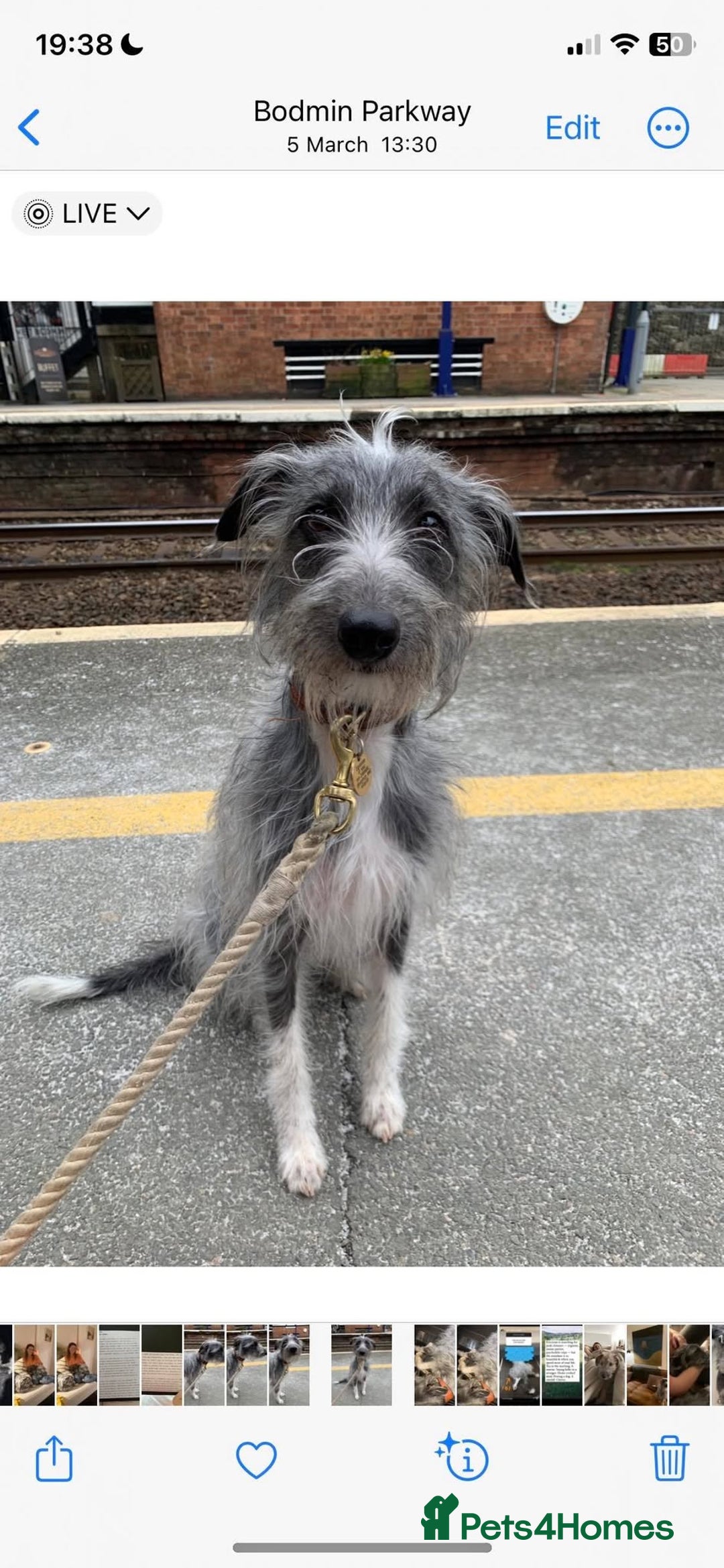 Whippet dogs for stud: Bedlington Whippet Stud - Image 2