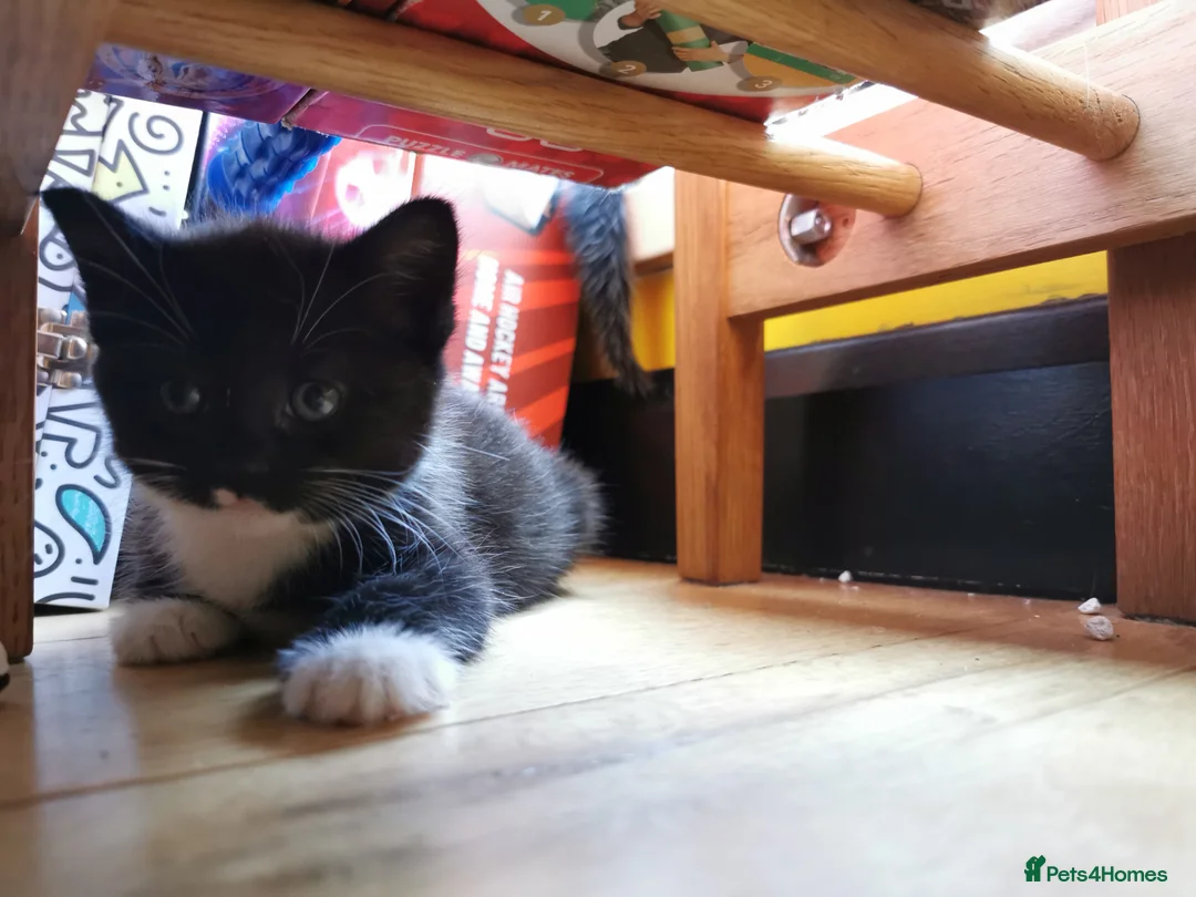 British Shorthair cats for sale: Black and white Brisish shorthair kittens - Advert 2