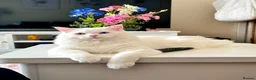 Mixed Breed cats for sale: 1x Ragdoll x Turkish Angora kitten - Advert 7