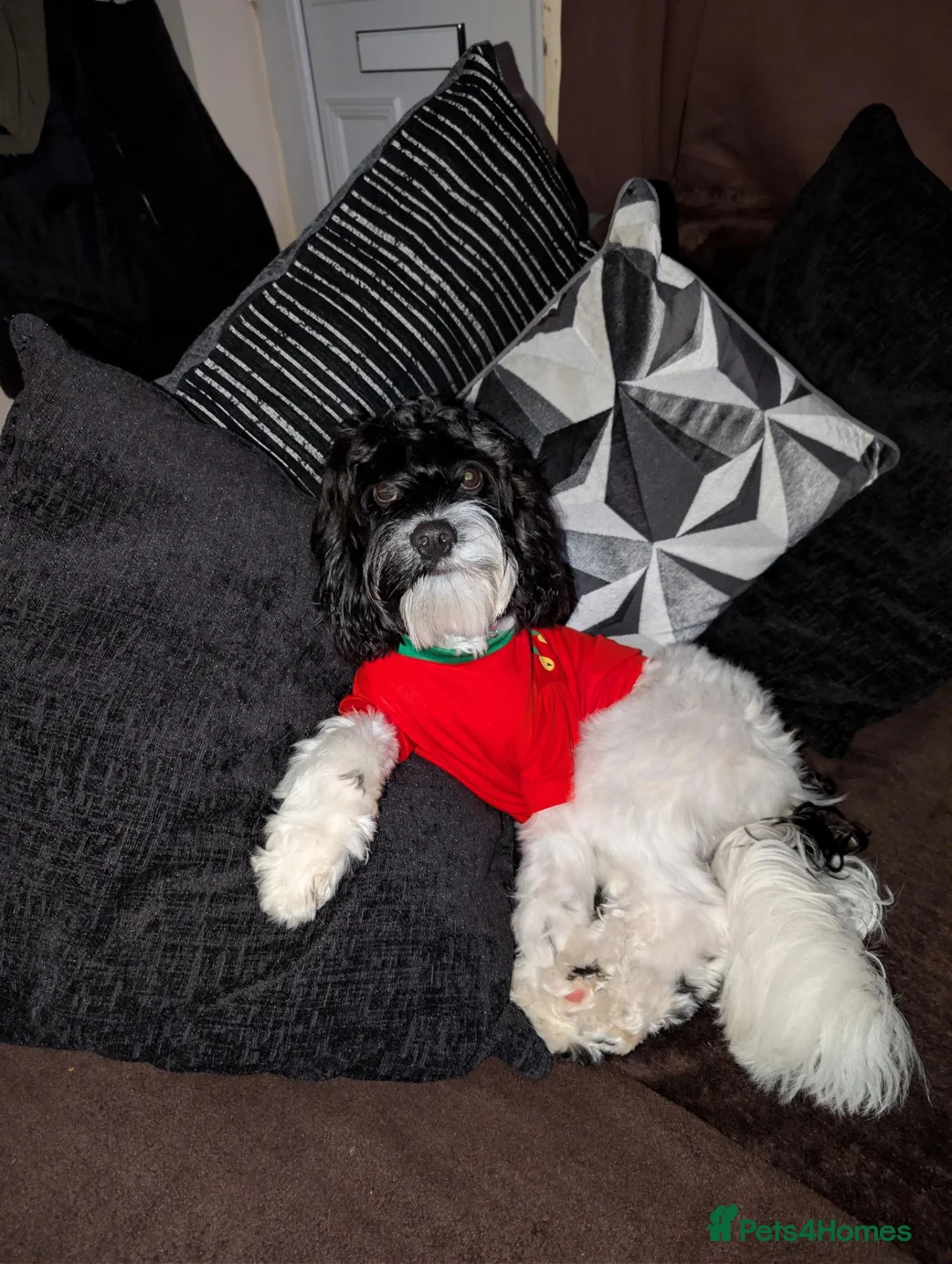 Mixed Breed dogs for stud: Cavapoo - Advert 4