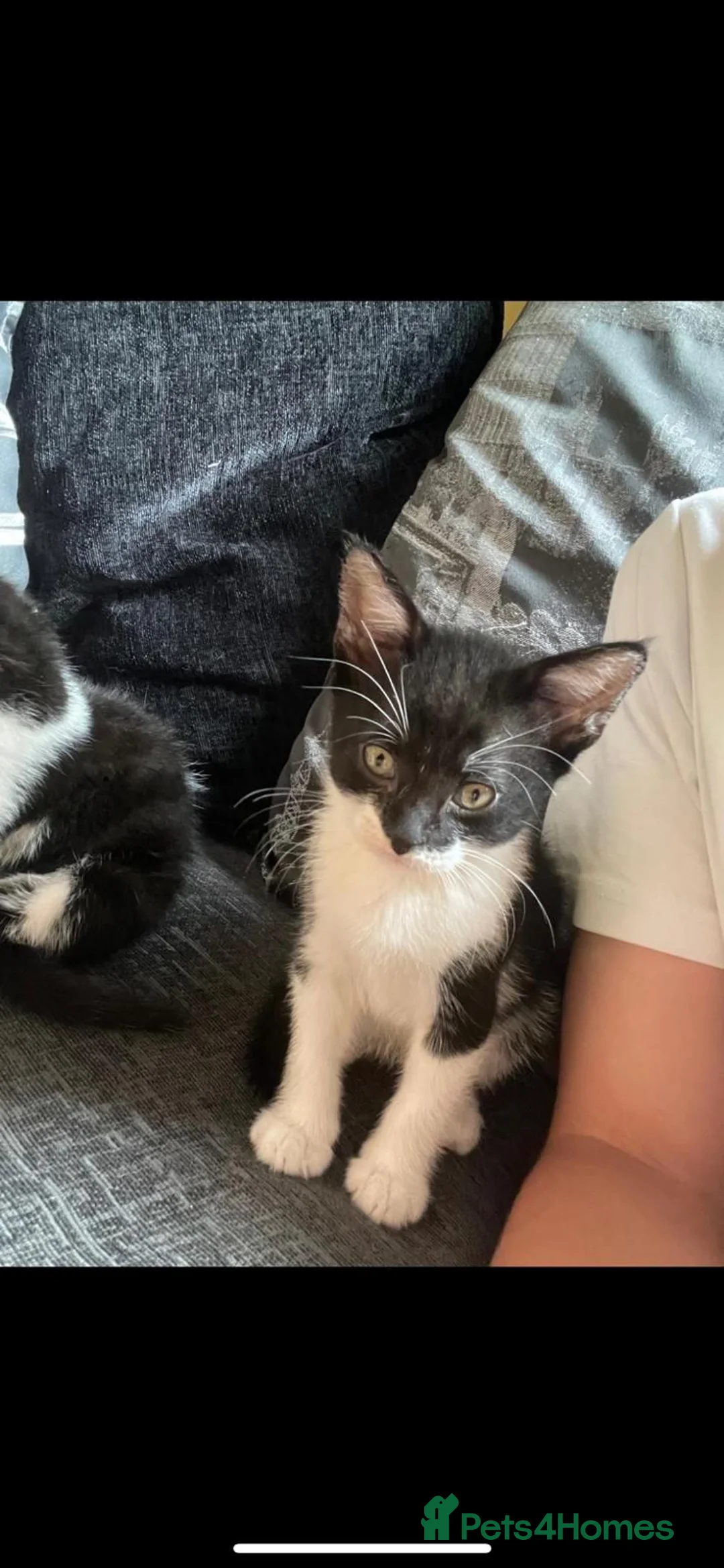 Domestic Shorthair cats for adoption: Little Buzz is looking for his forever home! - Advert 3