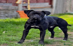 Mixed Breed dogs for sale: Free Male Bull Boxer 2 years old - Image 1