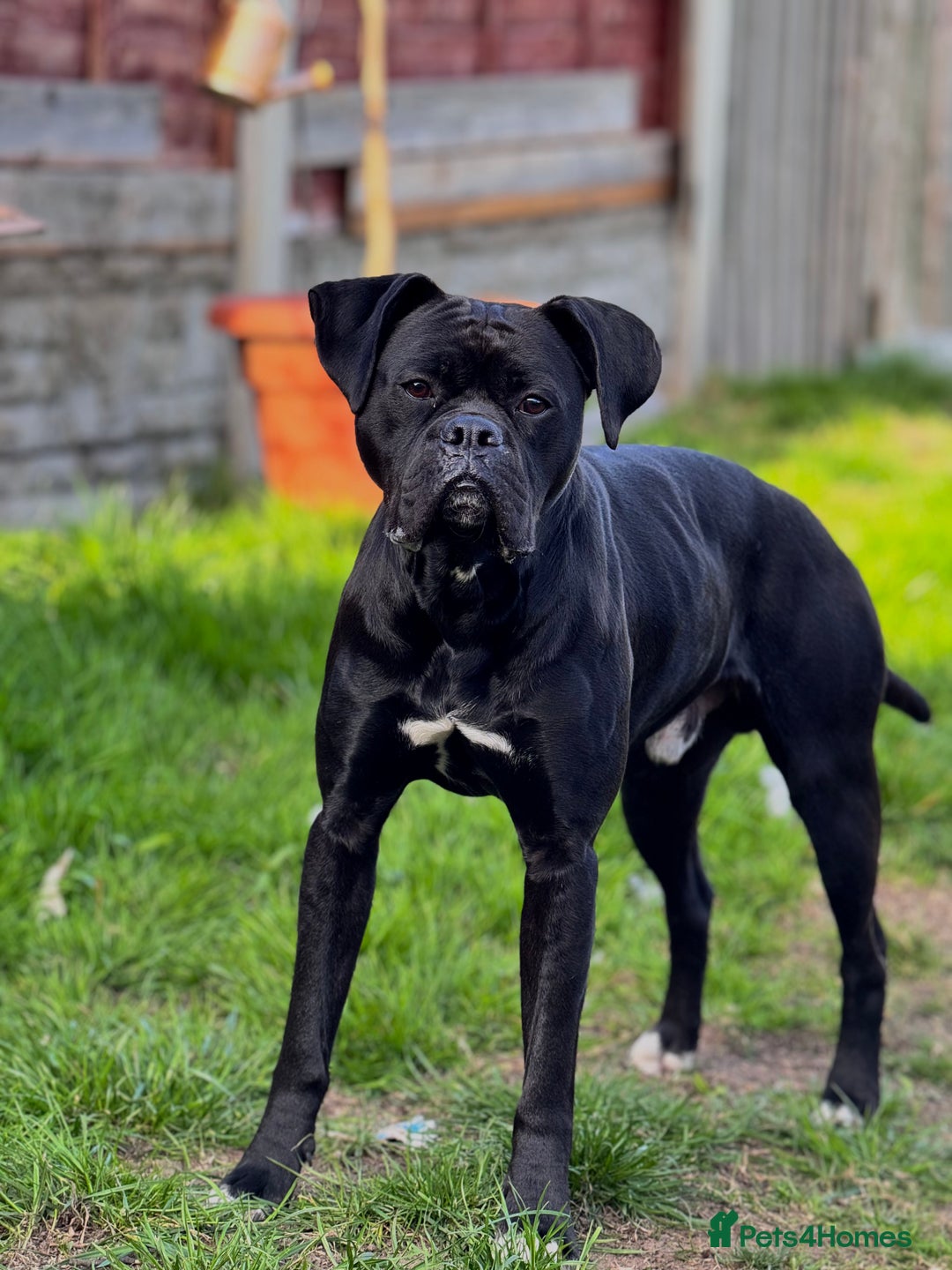 Mixed Breed dogs for sale: Free Male Bull Boxer 2 years old - Image 1