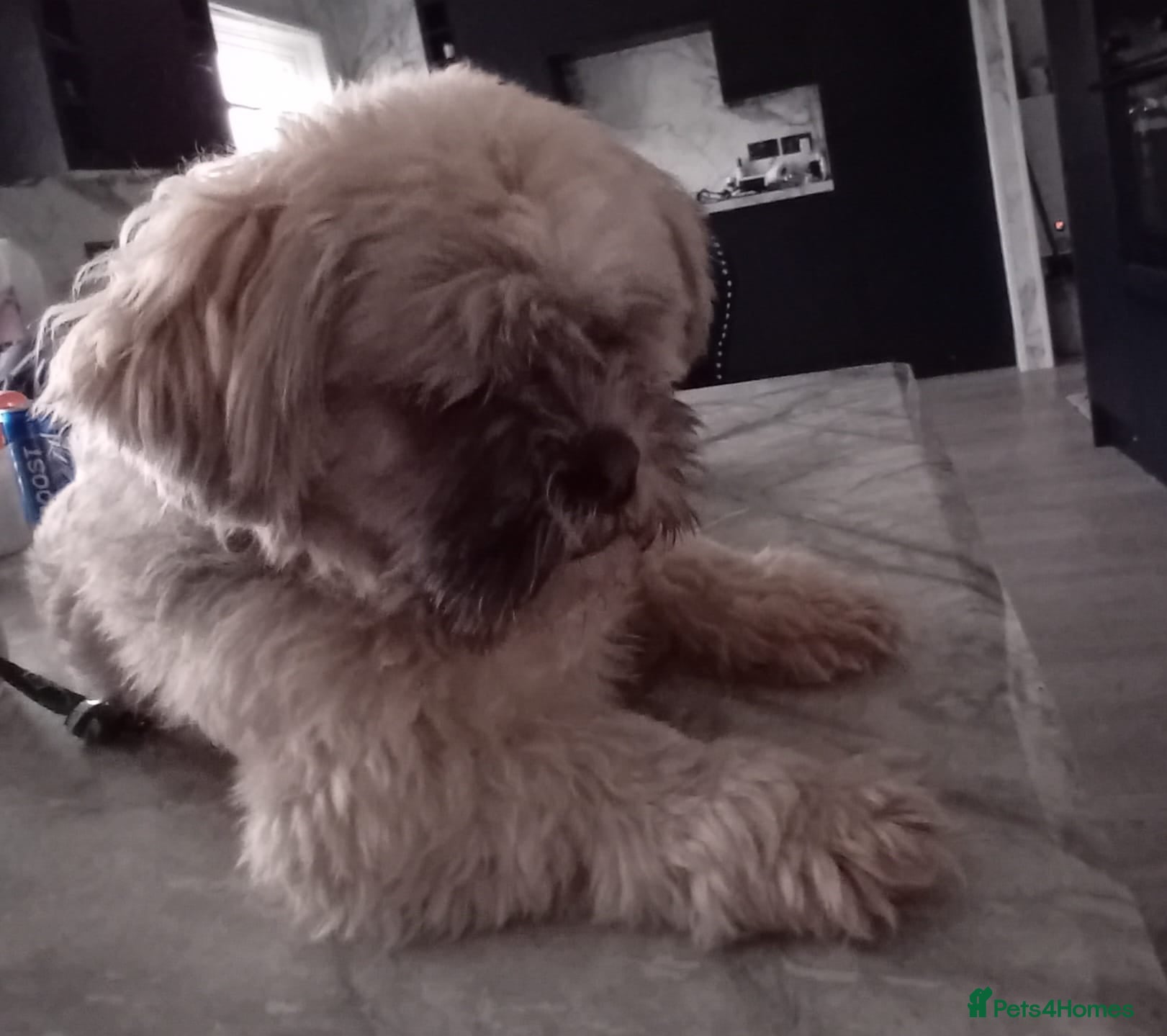 Mixed Breed dogs Proven stud dog - Advert 11