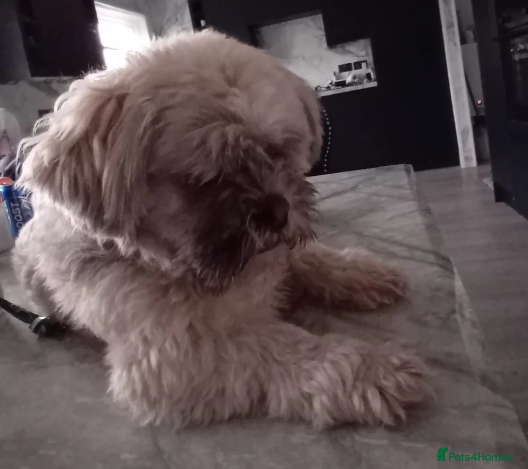 Mixed Breed dogs for stud: Proven stud dog in Kilwinning - Advert 1