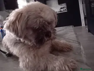 Mixed Breed dogs Proven stud dog - Advert 11