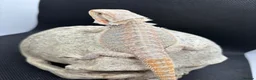 Bearded Dragon reptiles for sale: Spectacular baby dragons ready now  - Advert 7