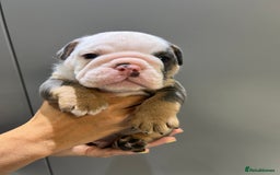 English Bulldog dogs for sale: English Bulldog Puppies - Image 3