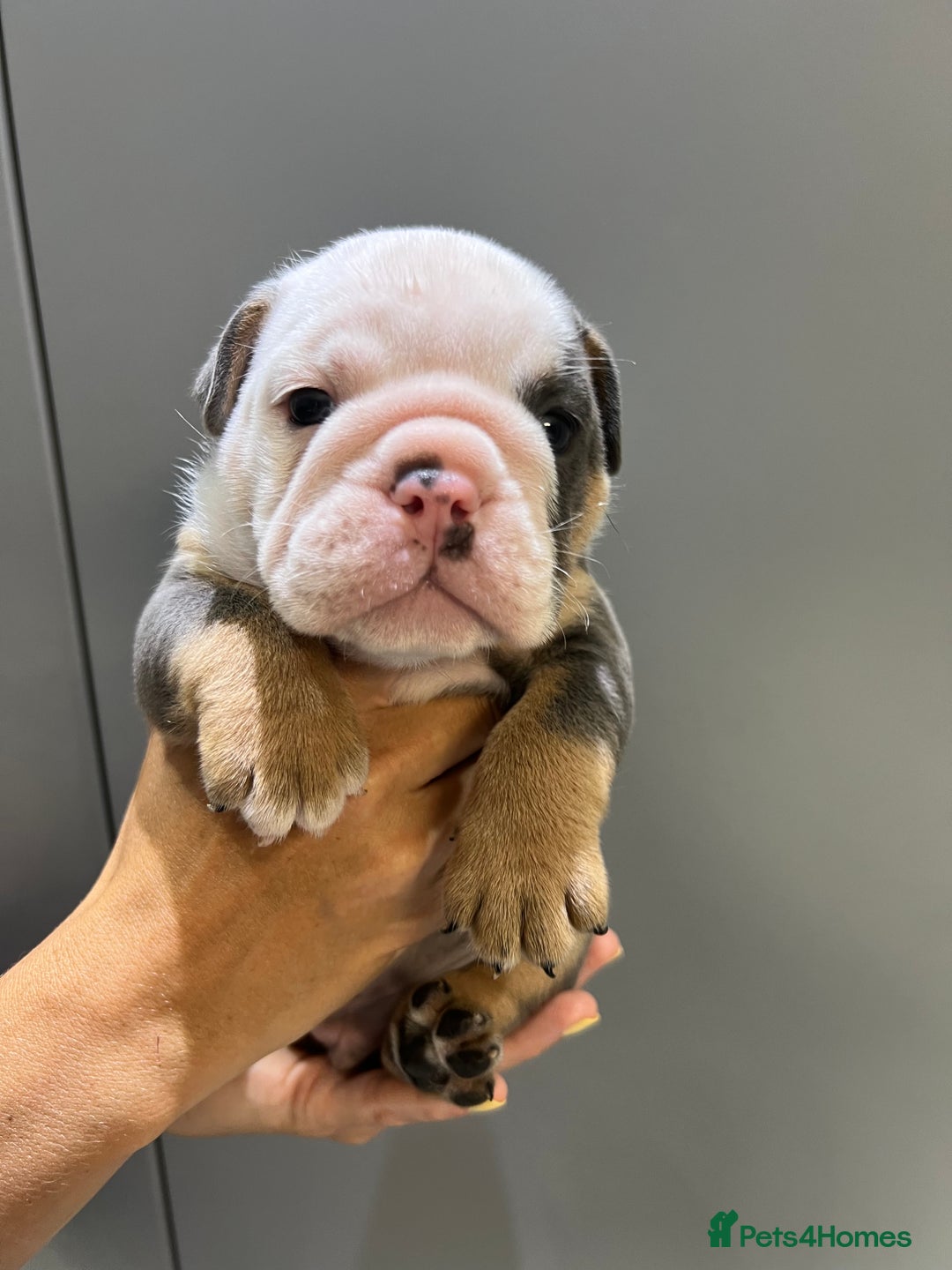 English Bulldog dogs for sale: English Bulldog Puppies - Image 3