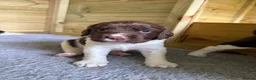 English Springer Spaniel dogs for sale: 2 x English Springer Spaniel Puppies - Advert 5