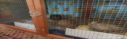 Quail poultry for sale: Coturnix Quail trio and group - Advert 2