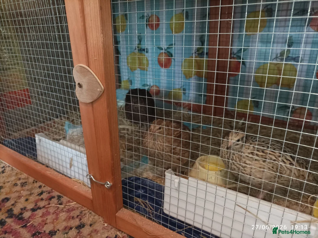 Quail poultry for sale: Coturnix Quail trio and group - Advert 2