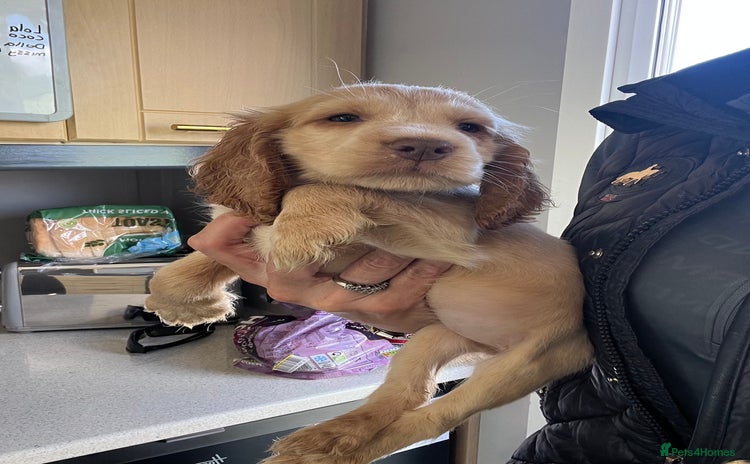 Cocker Spaniel dogs - Advert 2