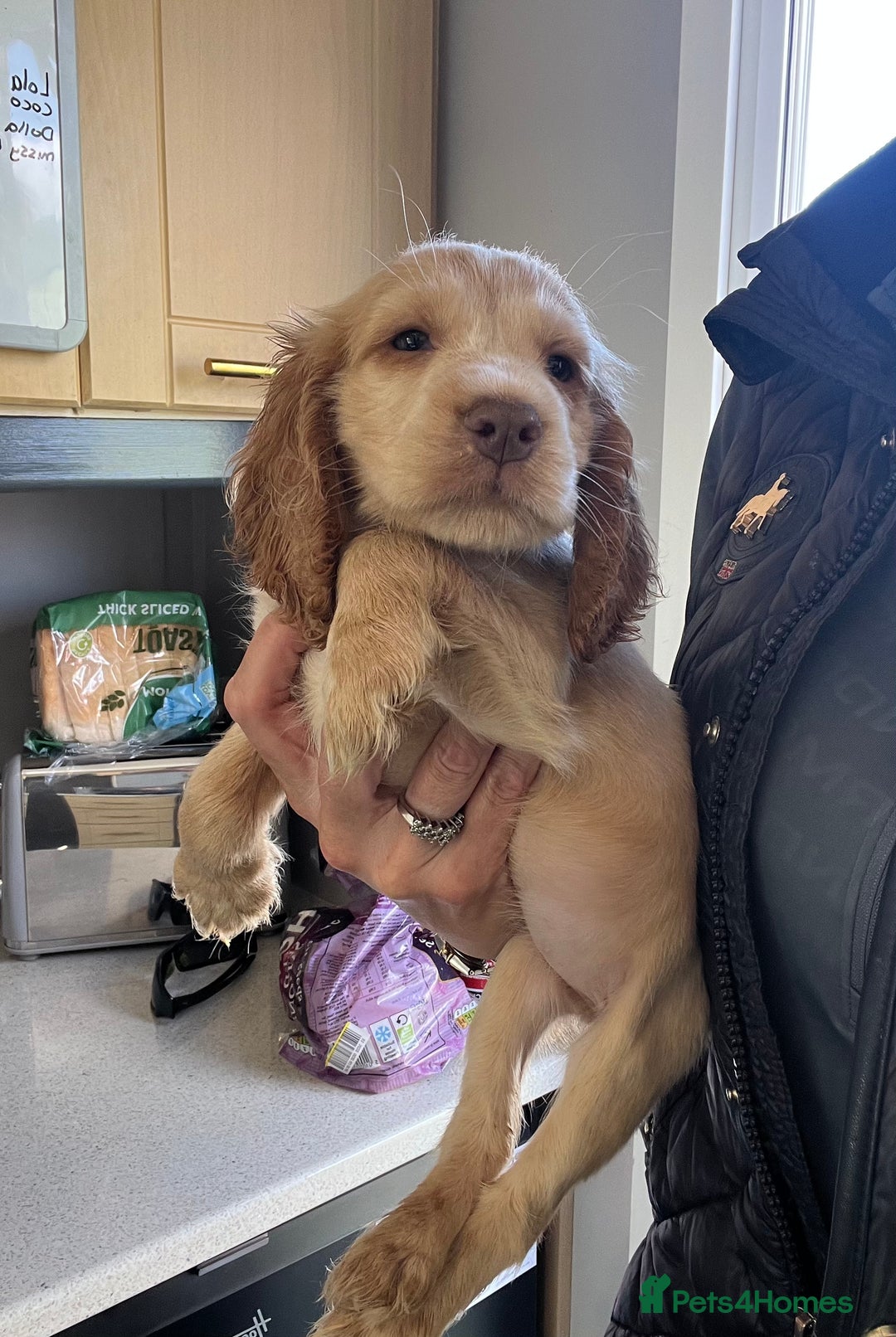 Cocker Spaniel dogs for sale: Show type cocker spaniel puppies  - Image 1