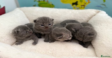British Shorthair cats - Advert 7