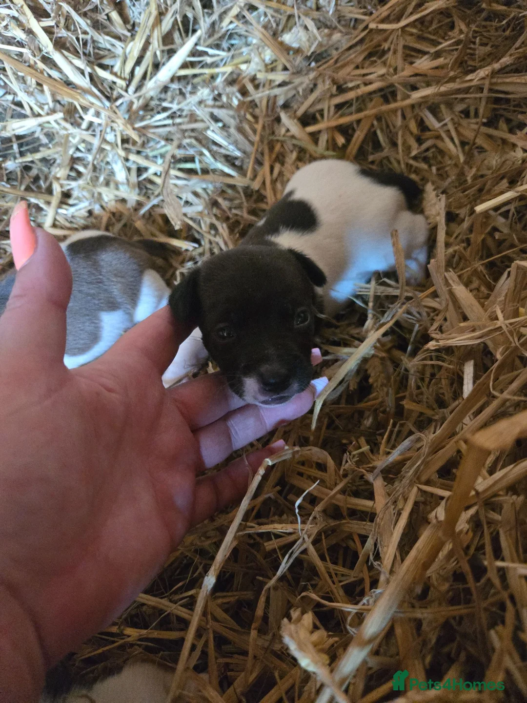 Jack Russell dogs for sale: Miniature jack russell pups - Advert 4