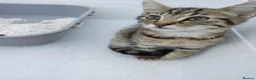Siamese cats for sale: Siamese xx in Sheffield - Advert 5