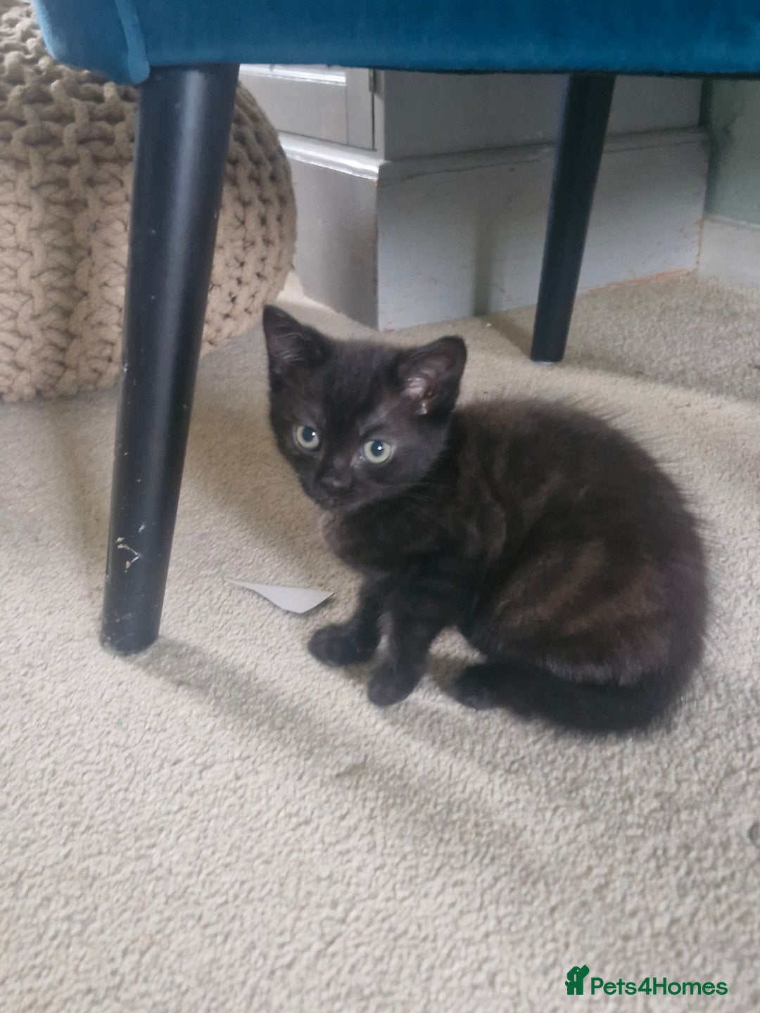 Mixed Breed cats for sale: 🐾Adorable kittens for sale  - Advert 6