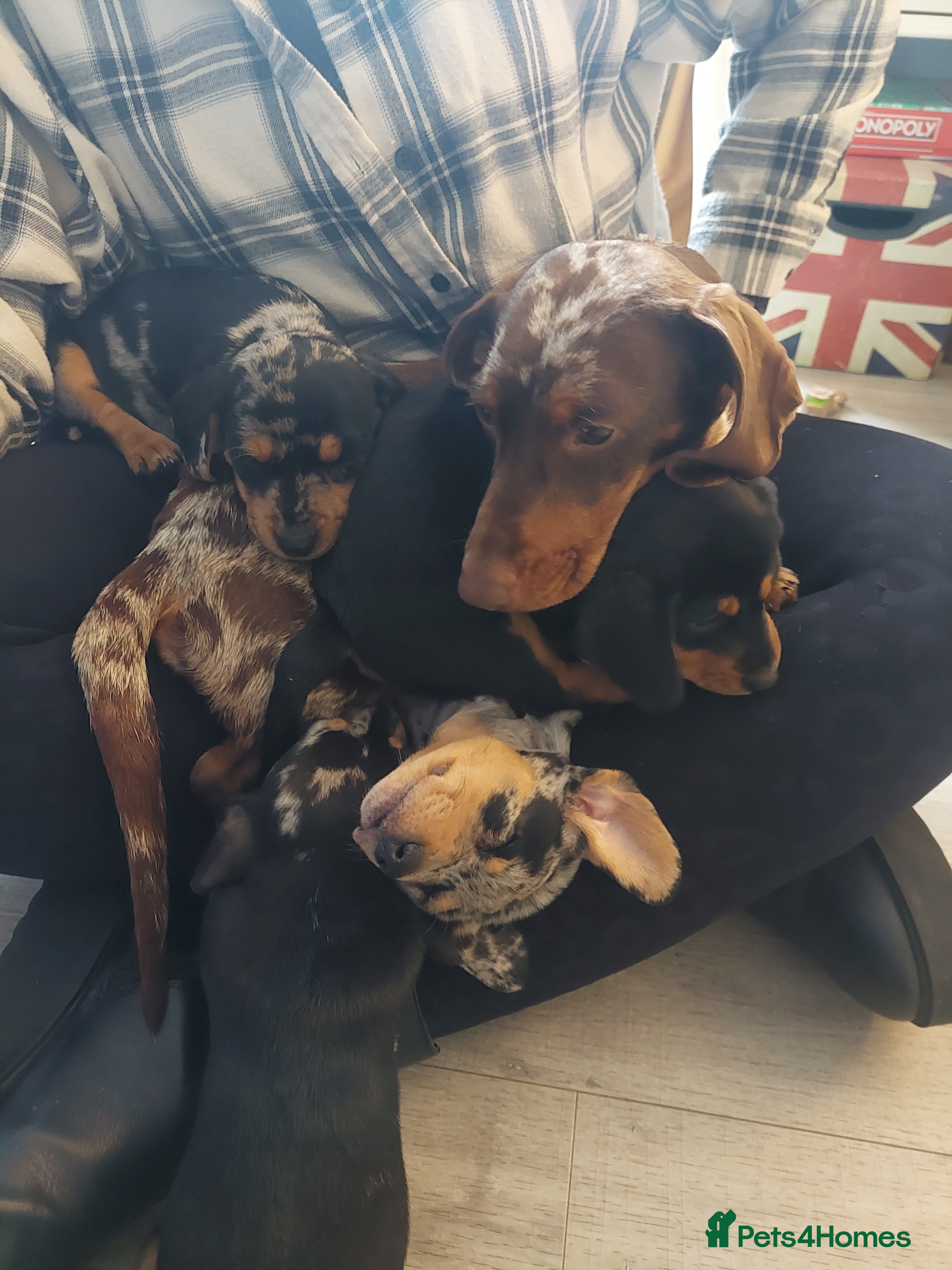 Jackshund dogs for sale: Jack russle x dachshund - Advert 1