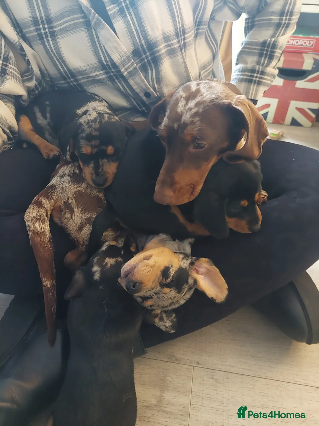 Jackshund dogs for sale: Jack russle x dachshund in Witney - Advert 1