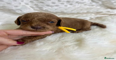 Mini Goldendoodle dogs - Advert 7