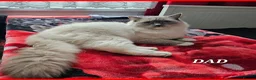 Ragdoll cats for sale: 🔹️🔹️🔹️Purebred Ragdoll kittens🔹️🔹️🔹️ - Advert 10