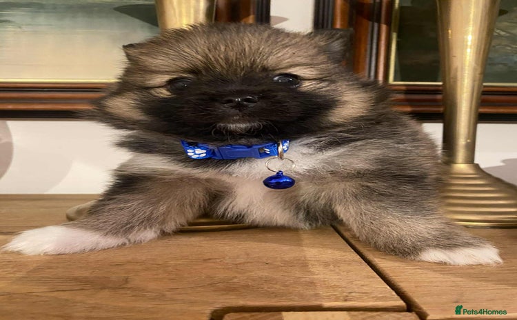 Pomeranian dogs - Advert 9