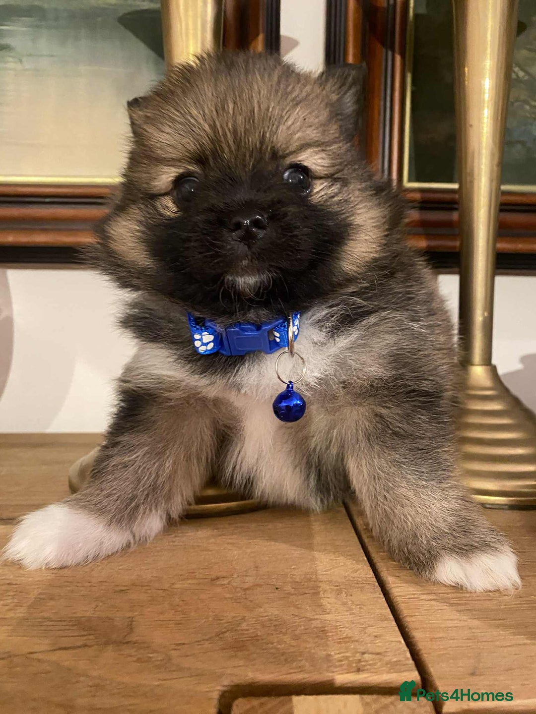 Pomeranian dogs for sale: Pomeranian puppies  - Image 1