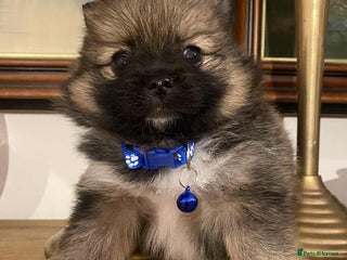 Pomeranian dogs - Advert 6