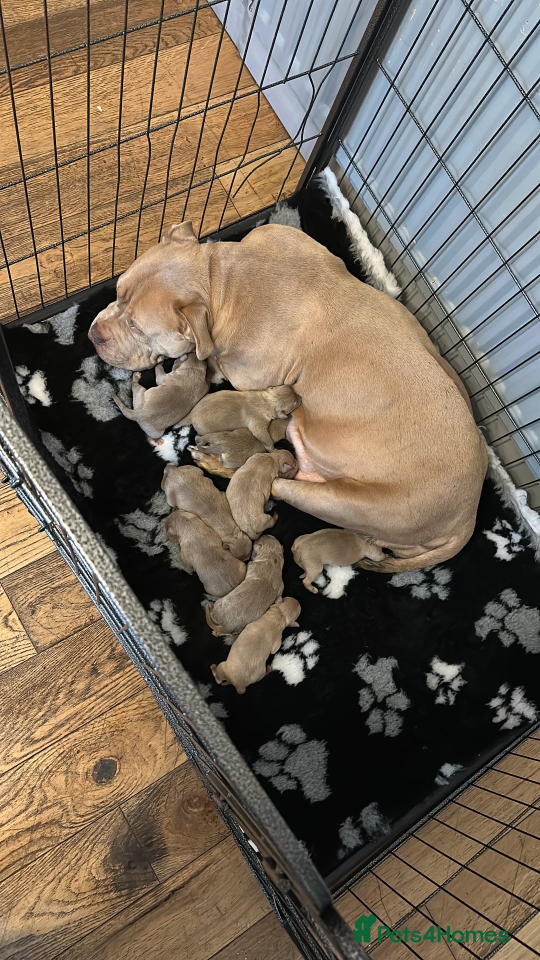 American Bully dogs for sale: American bullys (pocket/standard)  - Advert 11