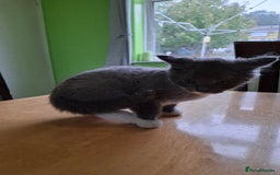 Mixed Breed cats for sale: 2 Male 8 week old kittens  - Image 5