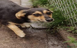 Mixed Breed dogs for adoption: 💖🐶 TONY 🐶💖 - Image 9