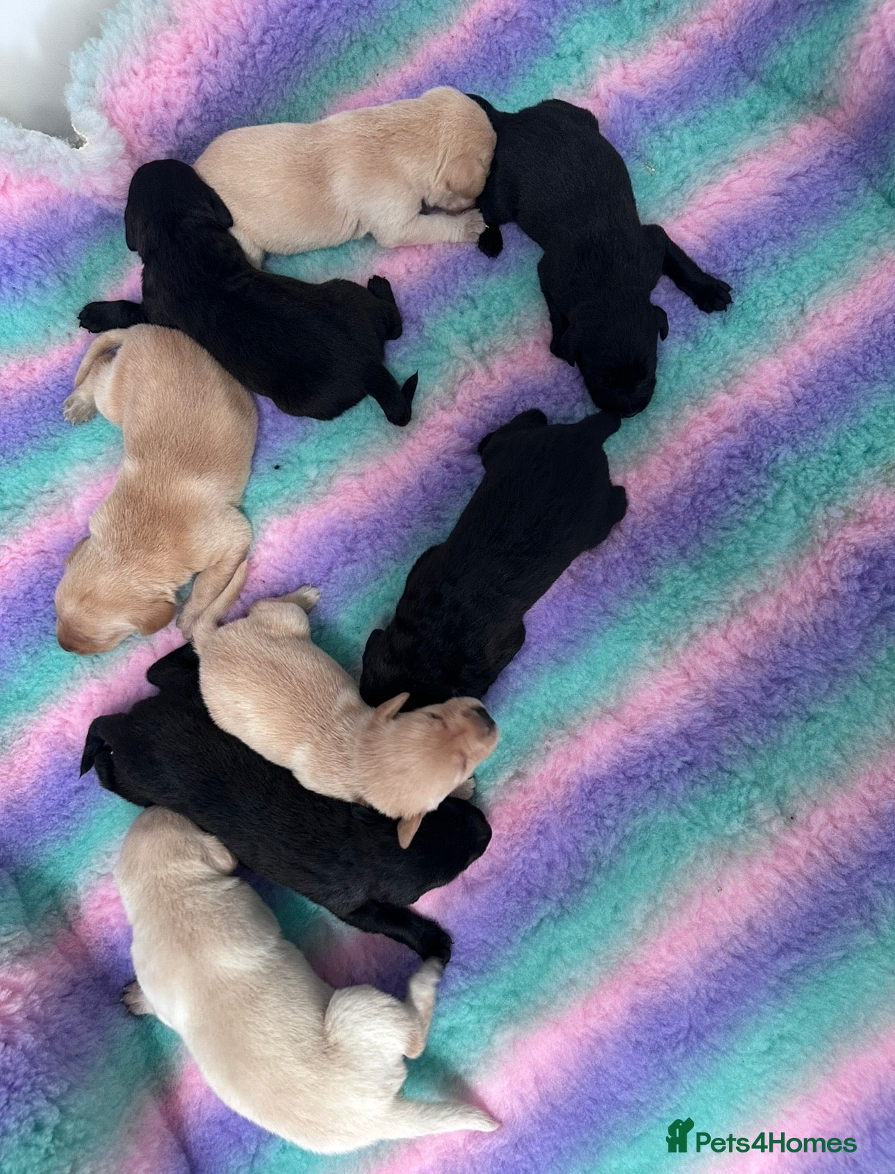 Labrador Retriever dogs Exceptional FTCH  Fully Health Tested Lab puppies  - Advert 2