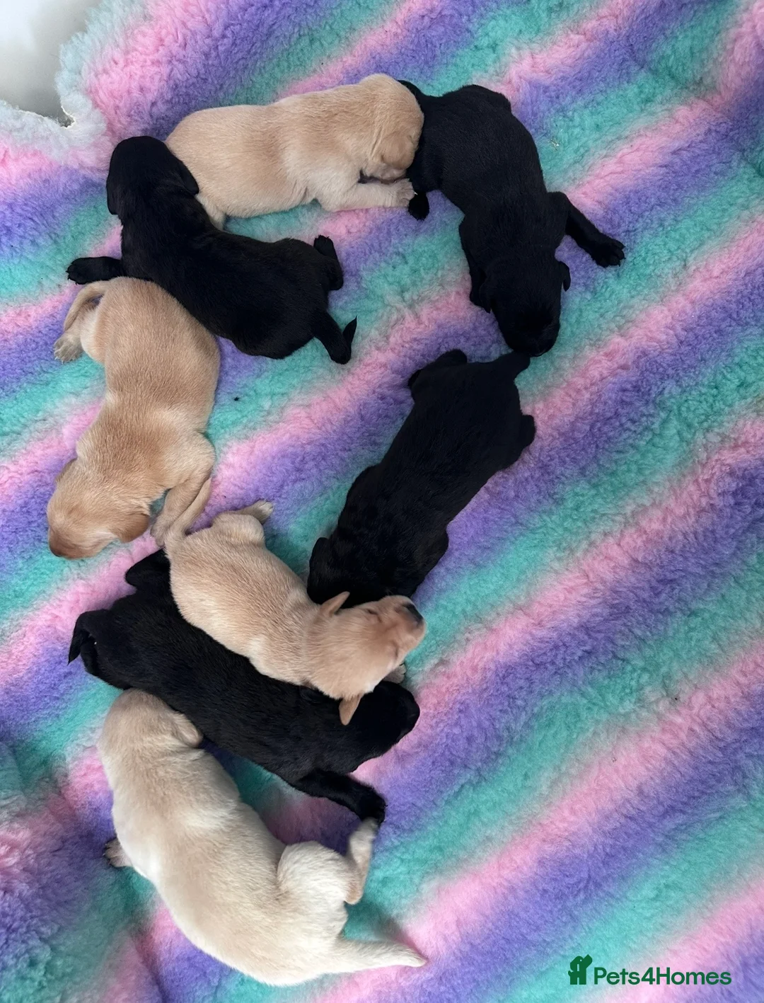 Labrador Retriever dogs for sale: Exceptional FTCH  Fully Health Tested Lab puppies  - Advert 2