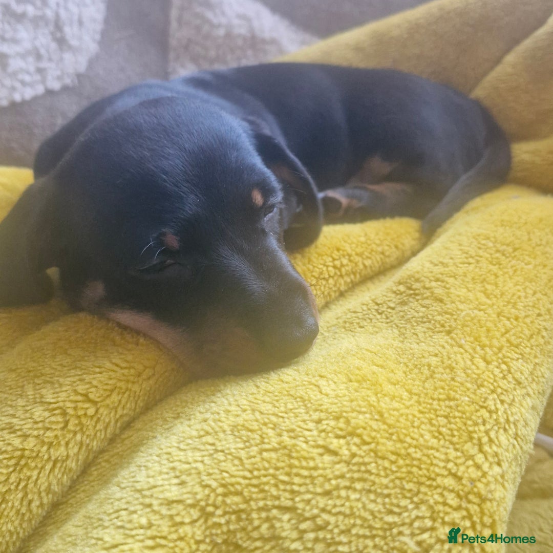 Dachshund dogs for sale: Dashund black and tan - Advert 2