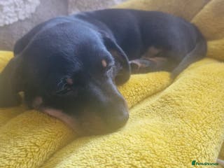 Dachshund dogs Dashund black and tan - Advert 9