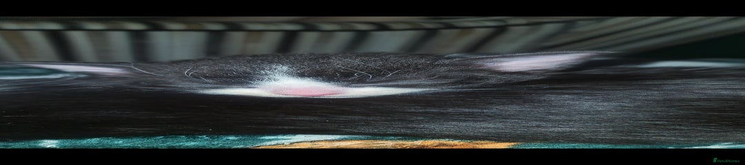 Mixed Breed Kitten 2